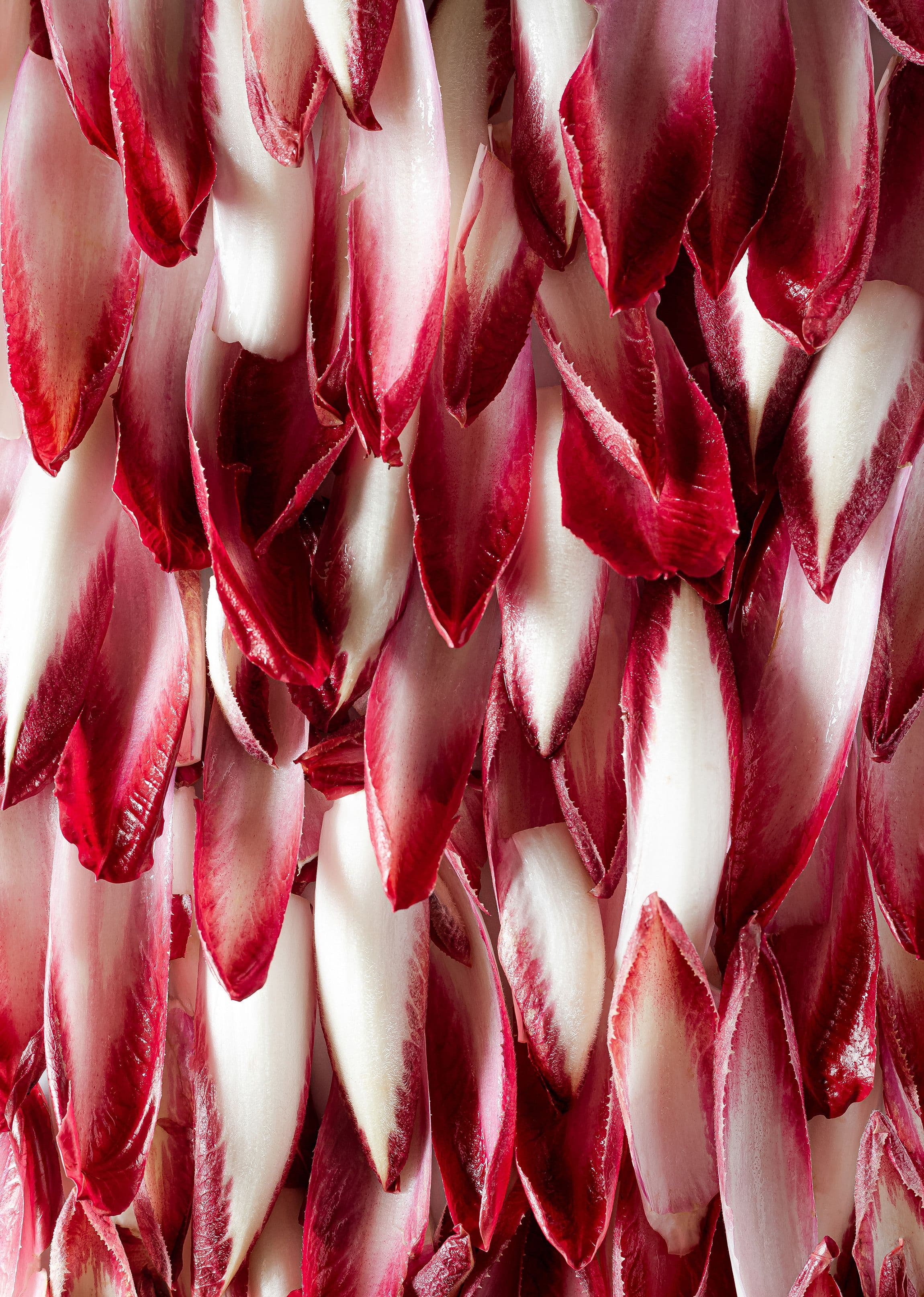 Giornata Nazionale Radicchio Rosso